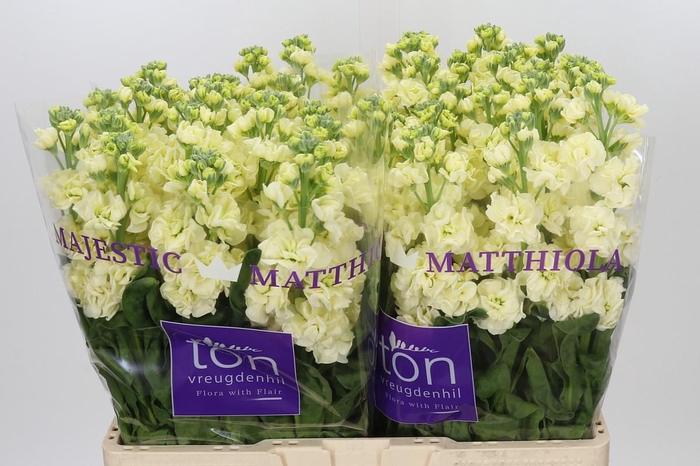 <h4>Matthiola incana StoX Yellow</h4>