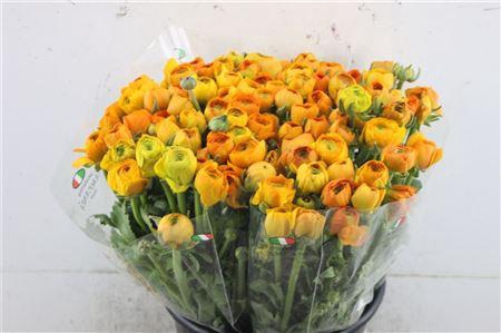 <h4>RAN EL EXTRA ORANGE</h4>