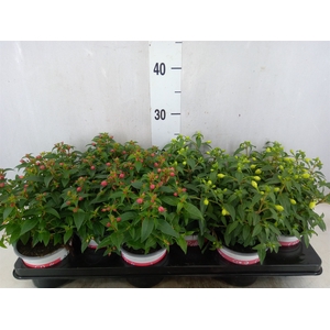 Fuchsia  'Bella Fuchsia'