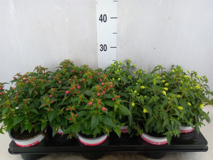 <h4>Fuchsia  'Bella Fuchsia'</h4>