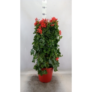Pelargonium   ...