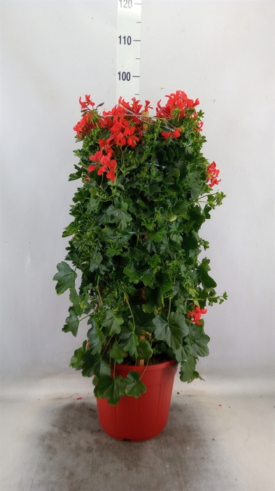 <h4>Pelargonium   ...</h4>