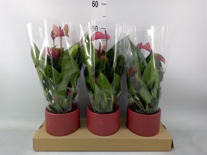 <h4>Anthurium andr. 'Pure Purple'</h4>