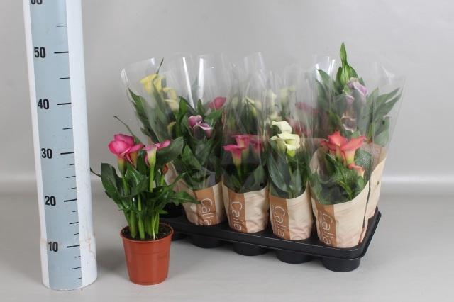 <h4>ZANT GEM 5 KL</h4>