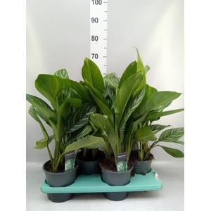 Aglaonema GB 'Stripes'