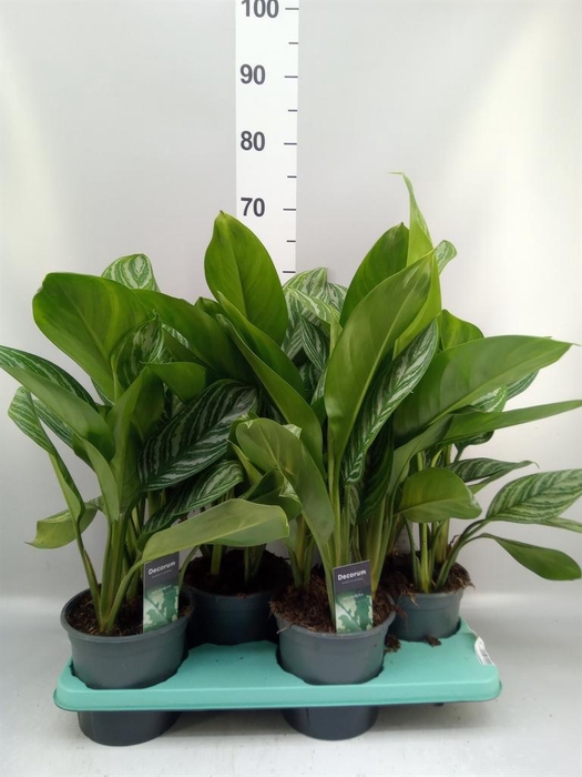 <h4>Aglaonema GB 'Stripes'</h4>