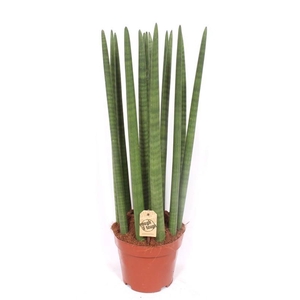 Sansevieria Straight