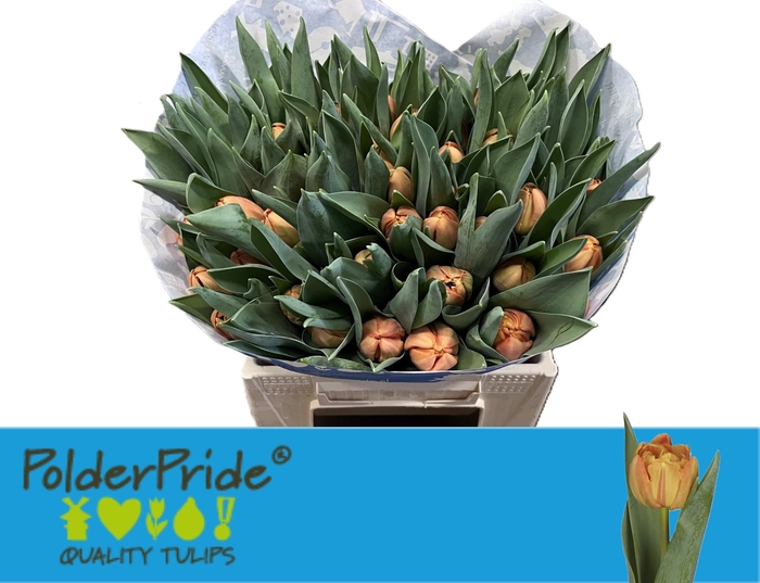 <h4>TU DU LORENZO</h4>