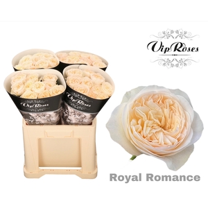 R Gr Royal Romance X40