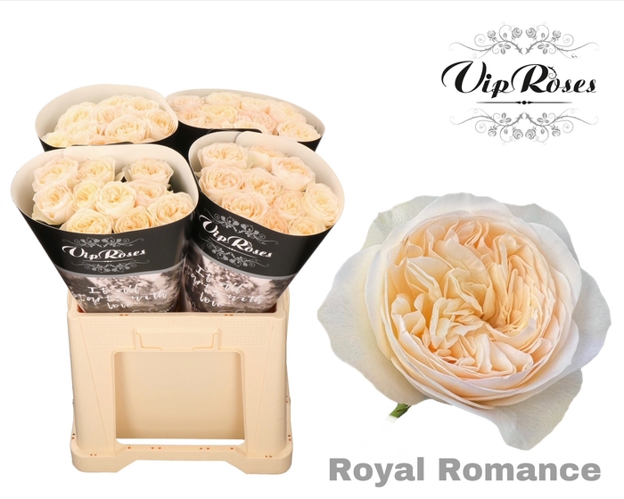 <h4>R GR ROYAL ROMANCE x40</h4>