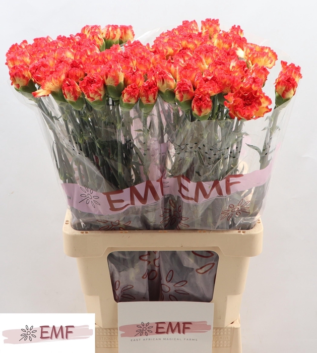 <h4>DI ST ZENIT</h4>