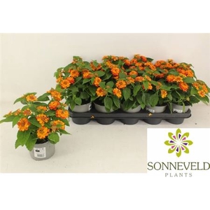 Lantana camara Shamrock Orange Flame