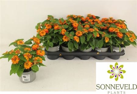 <h4>Lantana camara Shamrock Orange Flame</h4>