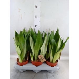 Sansevieria trifa. 'Moonshine'