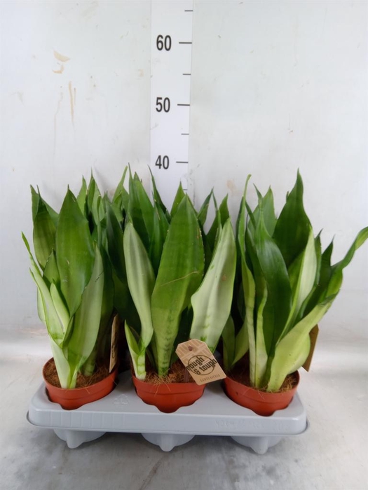 <h4>Sansevieria trifa. 'Moonshine'</h4>