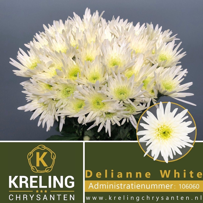 <h4>CHR T DELIAN WHITE</h4>