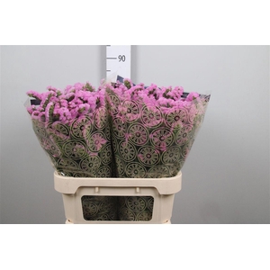 Lim S Rosel Sun Birds