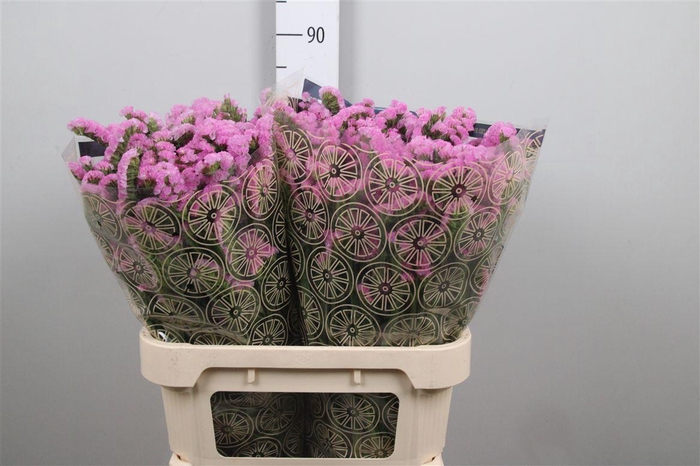 <h4>Lim S Rosel Sun Birds</h4>