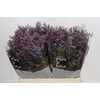 Limonium ov Safora Lilac