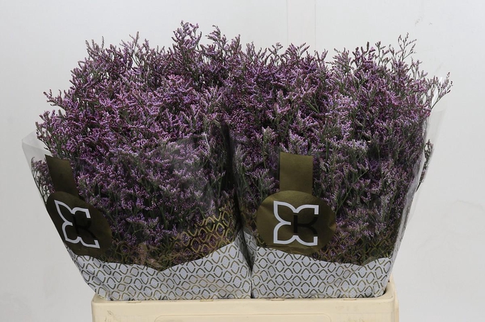 Limonium ov Safora Lilac