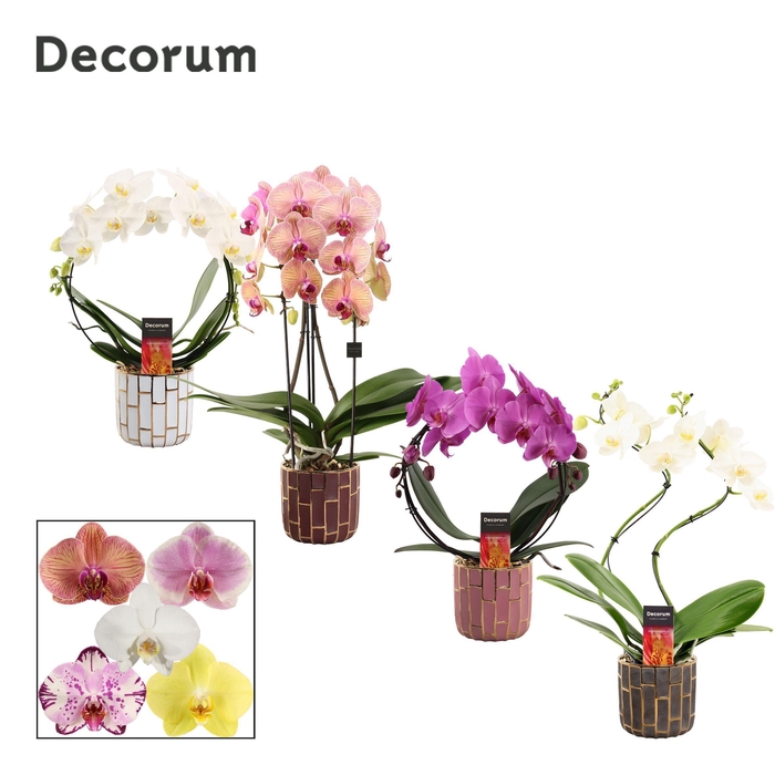 <h4>Phalaenopsis vormen mix 2 tak in Pascalle (Luxury world-collecti</h4>