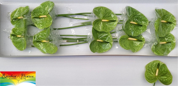 <h4>ANTH A MIDORI</h4>