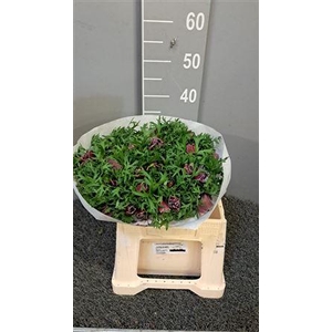 Anem Co Mis + Rarity