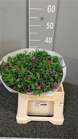 <h4>Anem Co Mis + Rarity</h4>