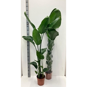 STRELITZIA NICOLAI