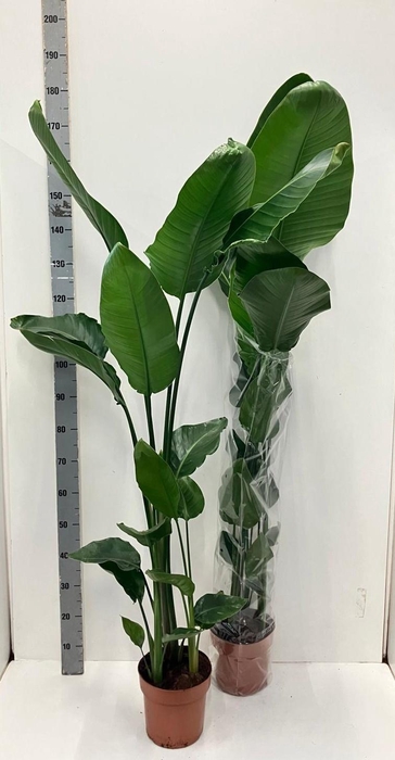 <h4>STRELITZIA NICOLAI</h4>