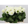 Dahlia Boom Boom White