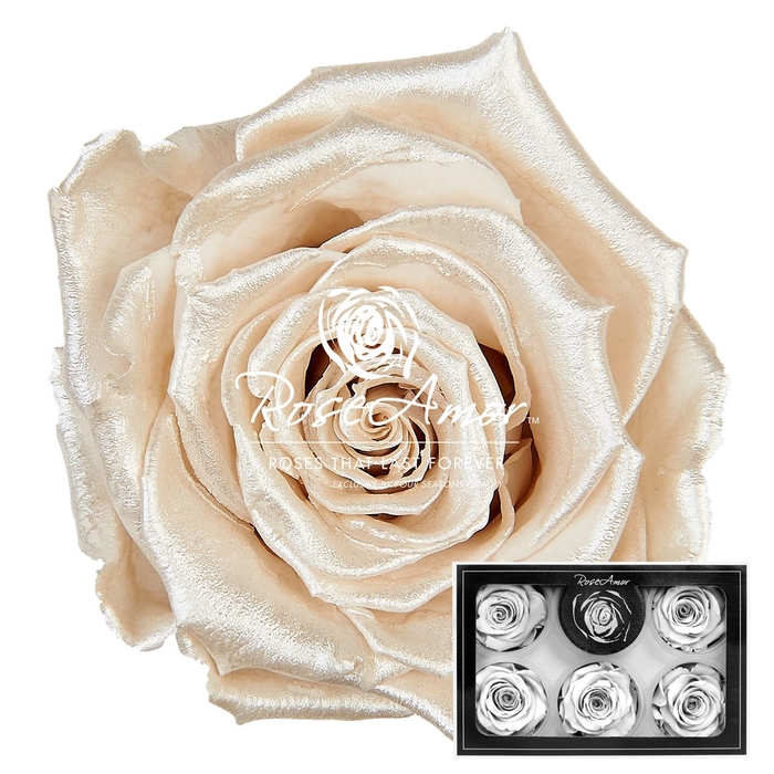 Xl Pearl White Whi04