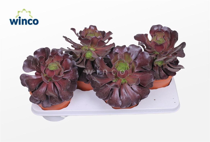 <h4>Aeonium Ab. Velours</h4>