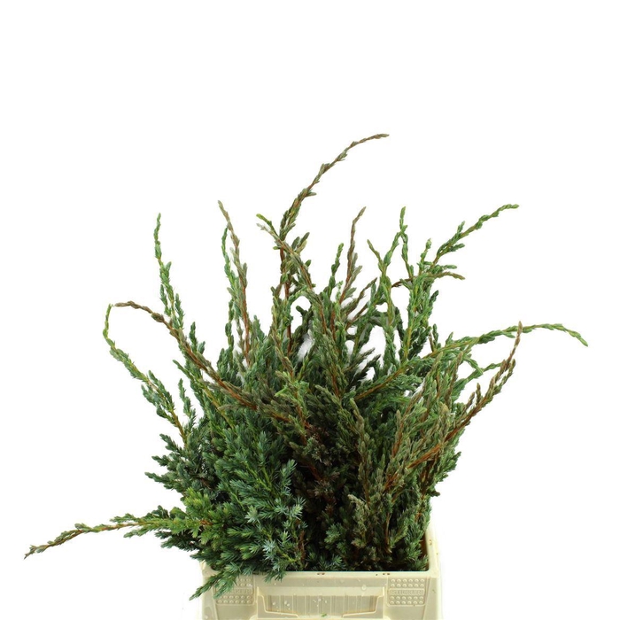 <h4>Juniperus squam. 'Meyeri'  ../bos</h4>