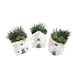 Arr.   Kamerplant Groen L%