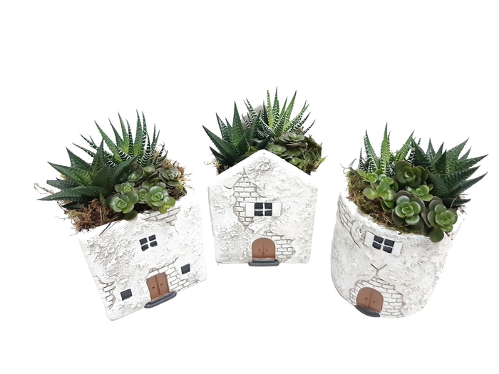 <h4>Arr. Kamerplant Groen L%</h4>