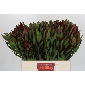 Leucadendron Saf Sunset Dark R.
