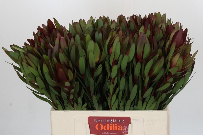 <h4>Leucadendron Saf Sunset Dark R.</h4>