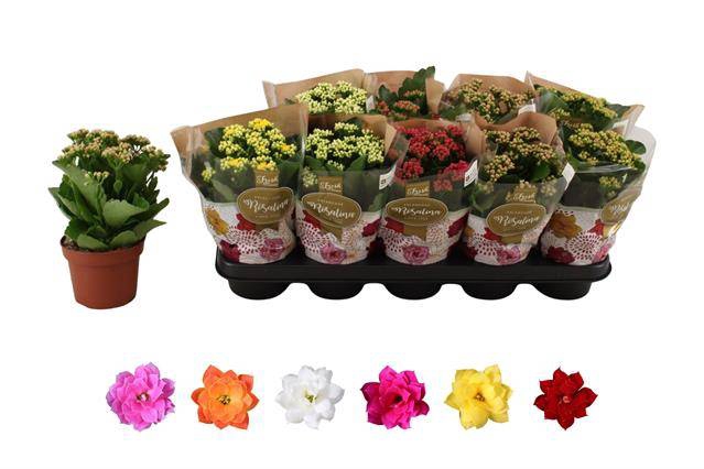 <h4>KALAN CALAN MIX ROSALINA P12</h4>