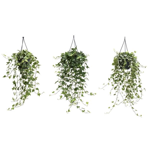 <h4>Hedera helix gemengd</h4>