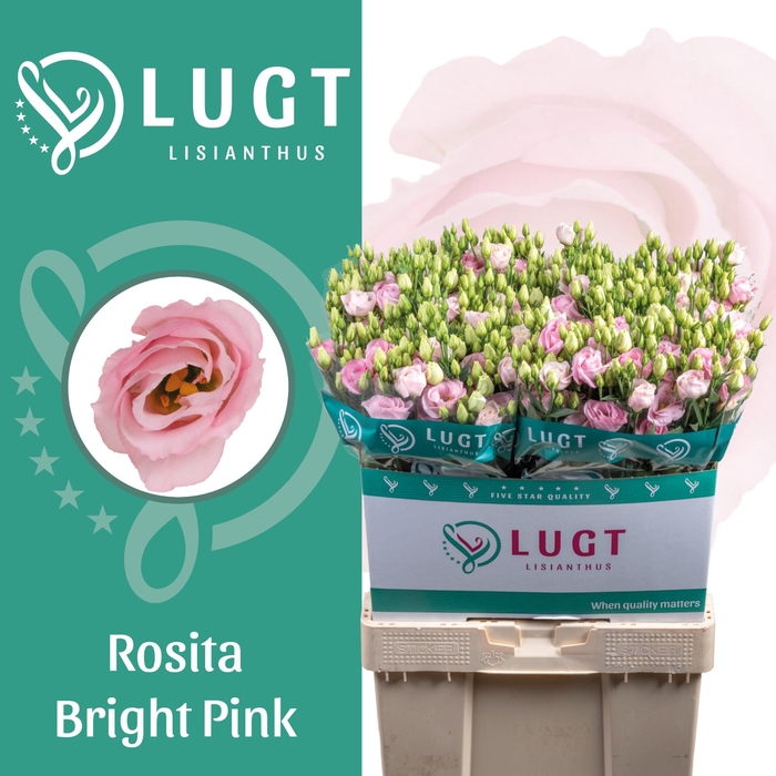 <h4>Lisianthus Rosita Bright Pink</h4>