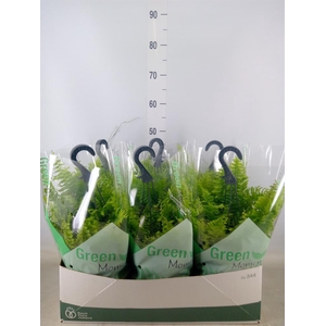 Nephrolepis exal. 'Green Moment'