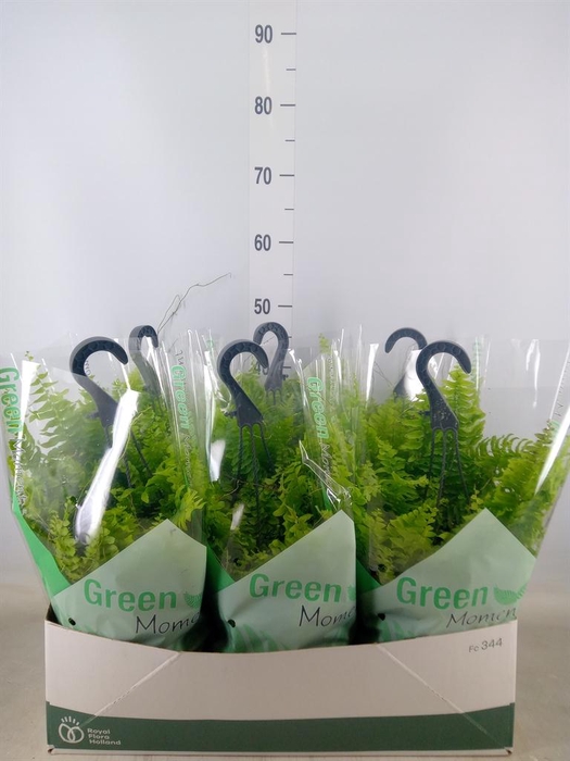 <h4>Nephrolepis exal. 'Green Moment'</h4>