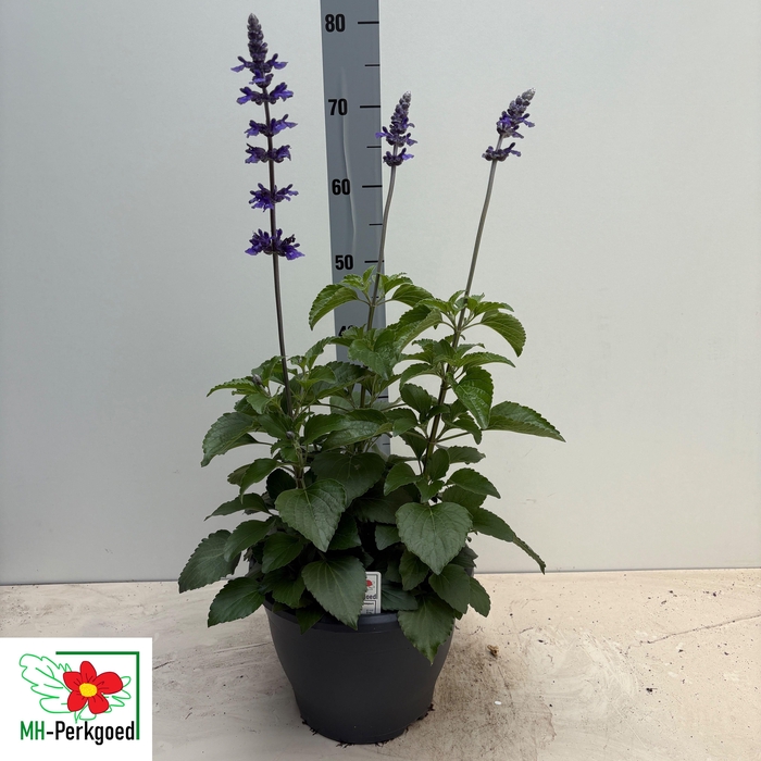 <h4>SALVIA MYS SPIRES BL</h4>