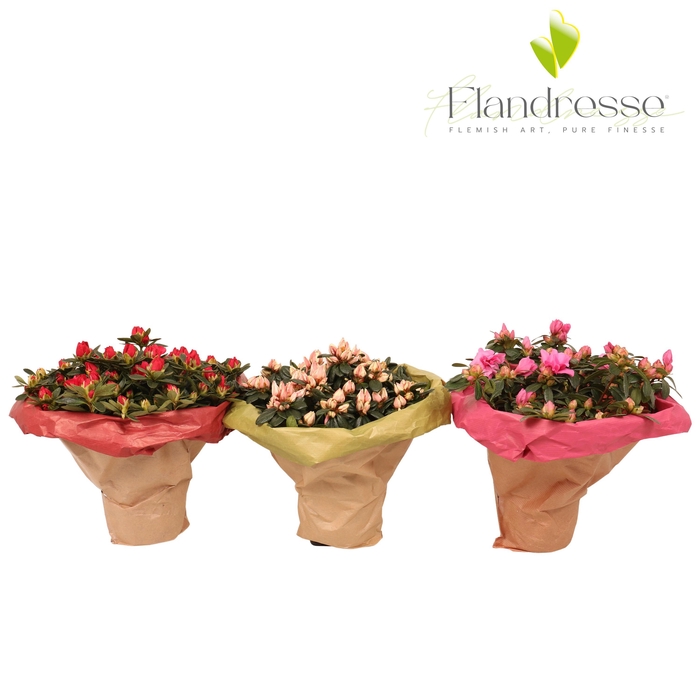 <h4>Azalea Flandresse® Bouquet</h4>