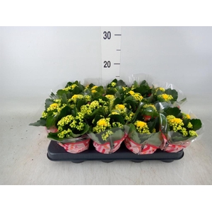 Kalanchoe blos. 'Calandiva Nolin'