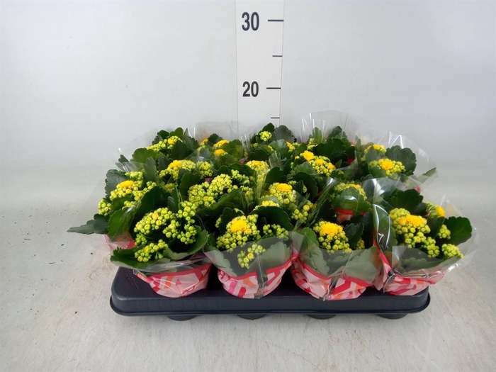 <h4>Kalanchoe blos. 'Calandiva Nolin'</h4>