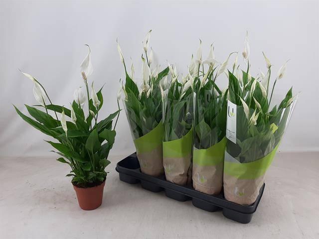 <h4>SPATH TORELLI</h4>