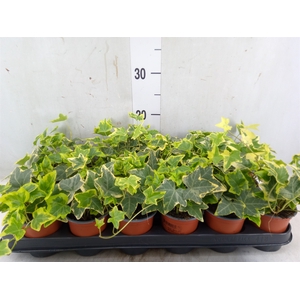 Hedera helix 'Goldchild'