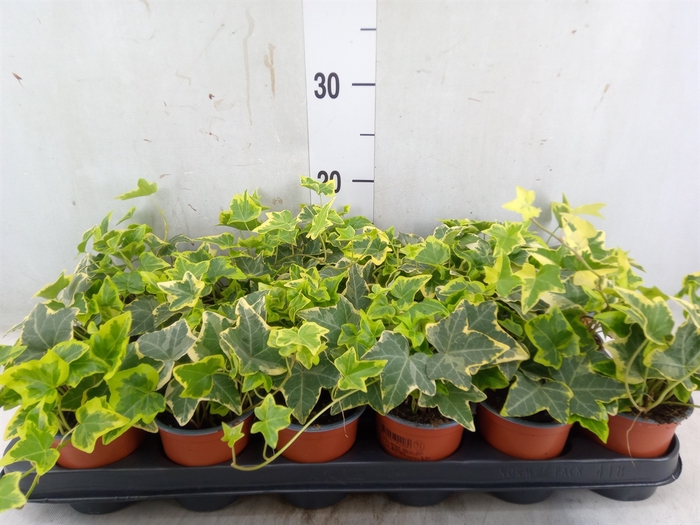 <h4>Hedera helix 'Goldchild'</h4>